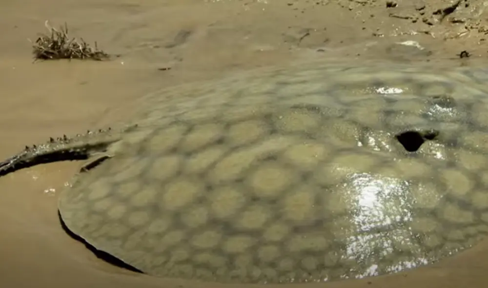 Desliza hacia la izquierda para ver las imágenes del video viral. Foto: Captura de YouTube.