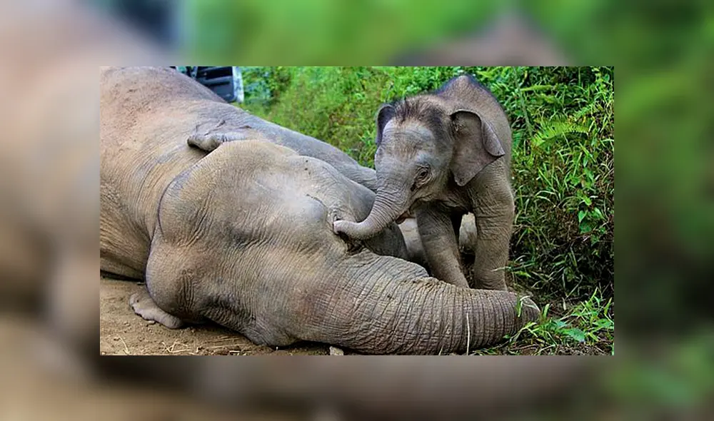 Venden licencia para cazar elefantes en Botsuana [VIDEO]