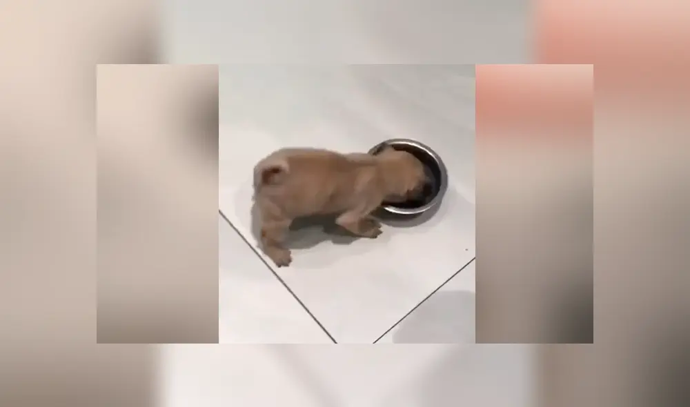 Desliza para ver el emotivo momento que se hizo viral en YouTube. Desliza para ver el emotivo momento que se hizo viral en YouTube.