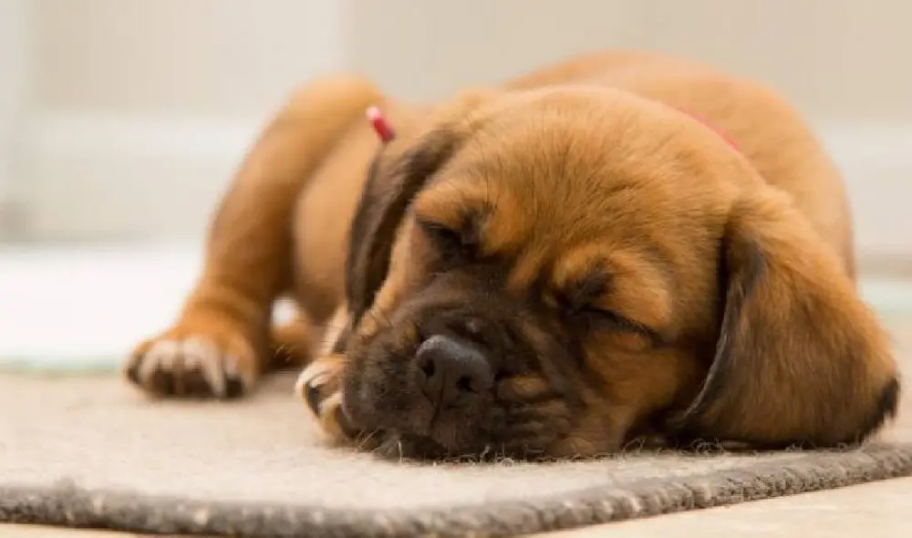 Experto Animal revela si es que los perros sueñan o no. Foto: ABC Experto Animal revela si es que los perros sueñan o no. Foto: ABC