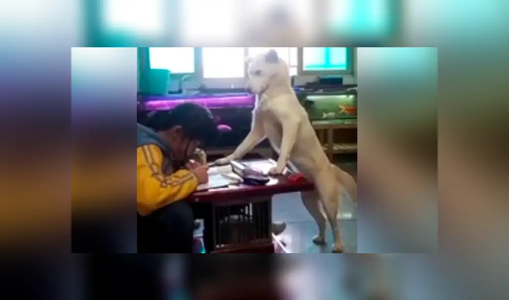 YouTube viral: perro cuidar a hija de su dueño para que no se distraiga y usuarios quedan sorprendidos [VIDEO] 