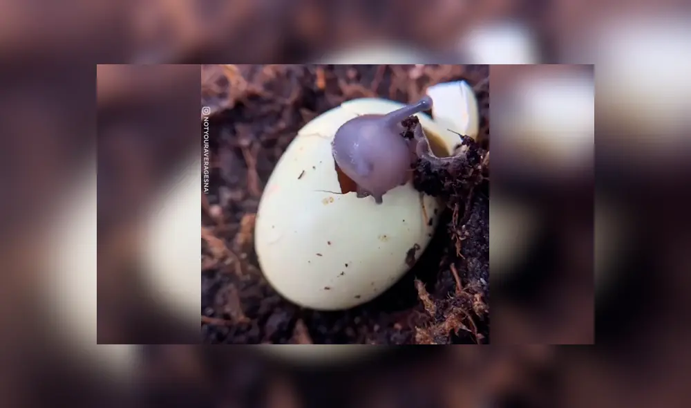 Desliza para ver el desenlace de este video viral de YouTube. Foto: Captura.