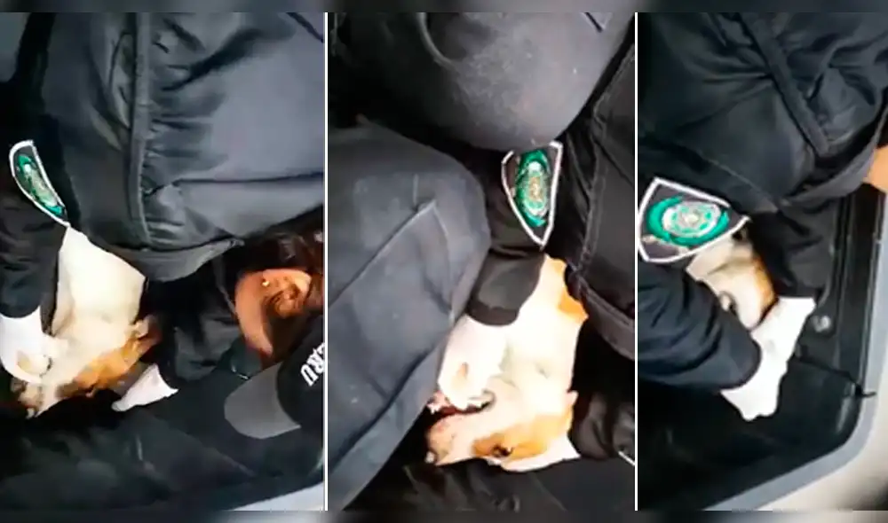 Salvan vida de perro envenenado en Cajamarca. Salvan vida de perro envenenado en Cajamarca.