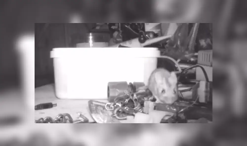 YouTube viral: ratón que ordenó casa por un mes dejó en shock a anciano que no se había percatado del hecho [VIDEO] 