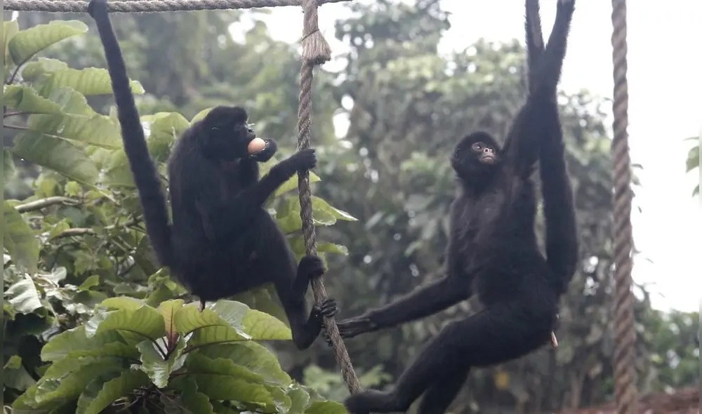 Puerto Maldonado: Decomisan carne de mono maquisapa que era vendida en un mercado Puerto Maldonado: Decomisan carne de mono maquisapa que era vendida en un mercado