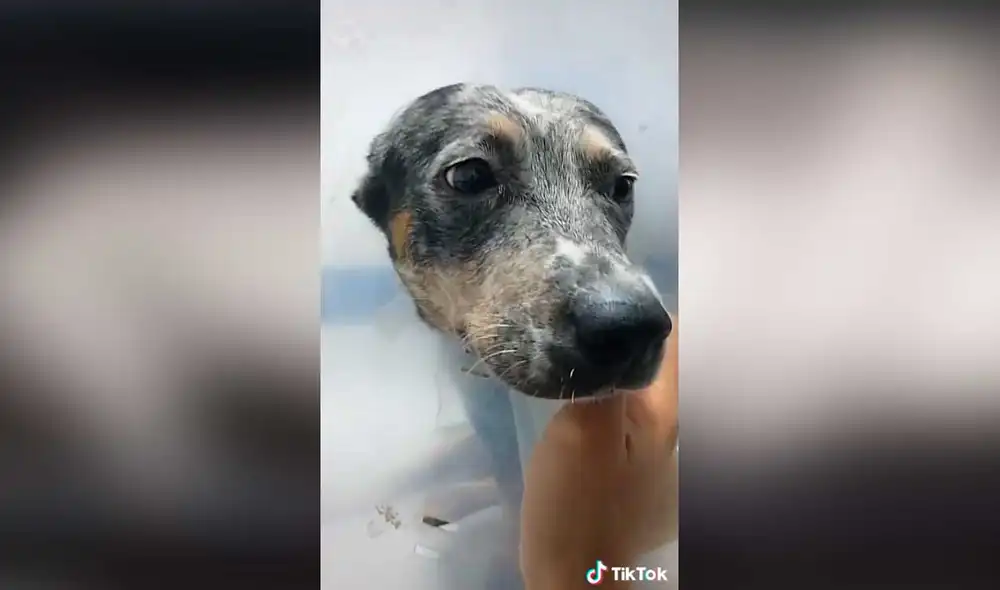 Desliza las imágenes para conocer un poco más sobre esta cachorra que fue abandonada. Foto: captura de TikTok/@rhauxiliarveterinario