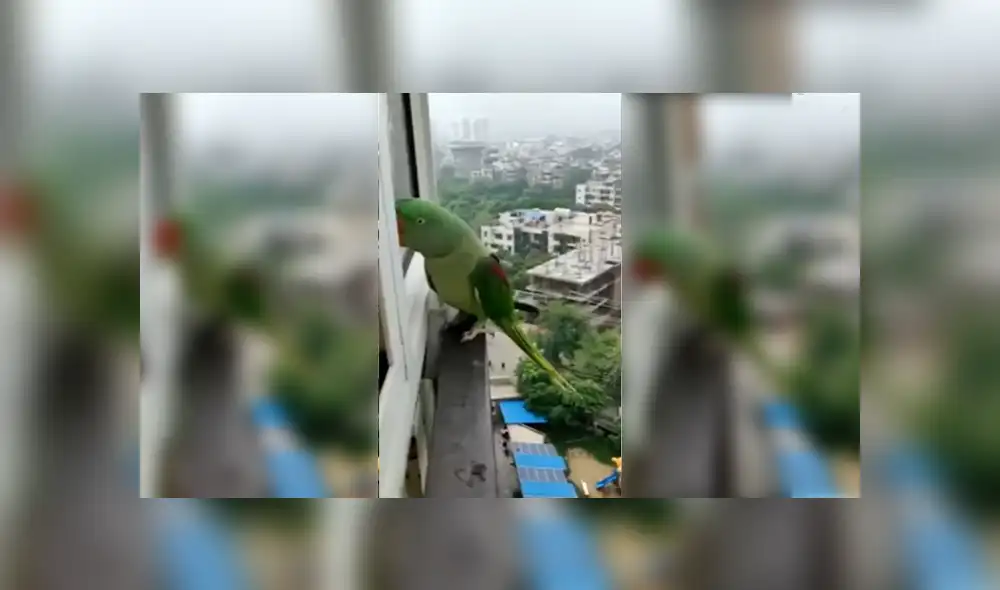 Desliza para ver los detalles del video viral publicado en YouTube. Foto: Captura. Desliza para ver los detalles del video viral publicado en YouTube. Foto: Captura.