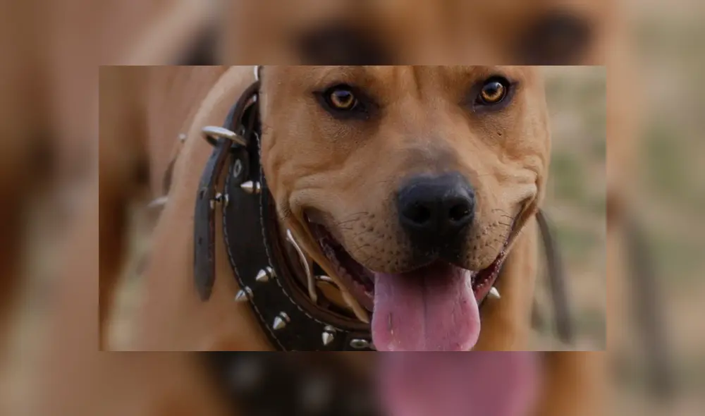 El perro fue tranquilizado con una pistola Taser. Fuente: foto referencial.