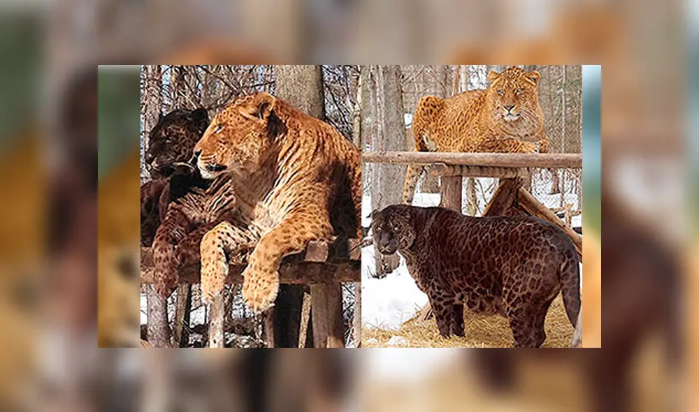 Desliza para ver cómo luce el jaglión que sorprendió a todos en YouTube. Foto: Captura. Desliza para ver cómo luce el jaglión que sorprendió a todos en YouTube. Foto: Captura.