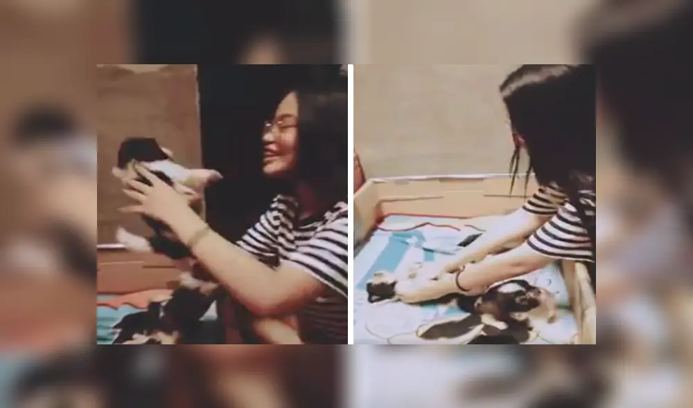 En Facebook, una joven aplicó un truco para hacer dormir a sus traviesos perros y asombró con el resultado.