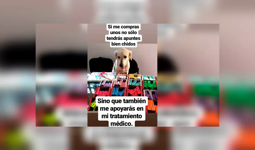 El can tiene una página de Facebook en la que vende plumones de colores para recaudar fondos y poder pagar su tratamiento El can tiene una página de Facebook en la que vende plumones de colores para recaudar fondos y poder pagar su tratamiento