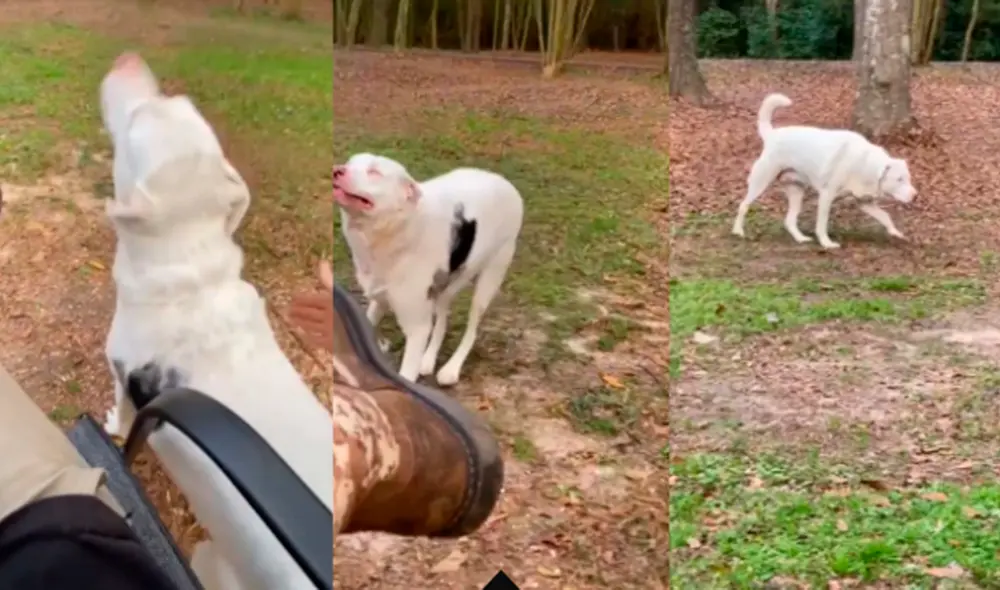 Desliza las imágenes para conocer a Lyla, la perrita que perdió la vista y el oído, pero a pesar de ello, ofrece mucho amor. Foto: captura de Facebook