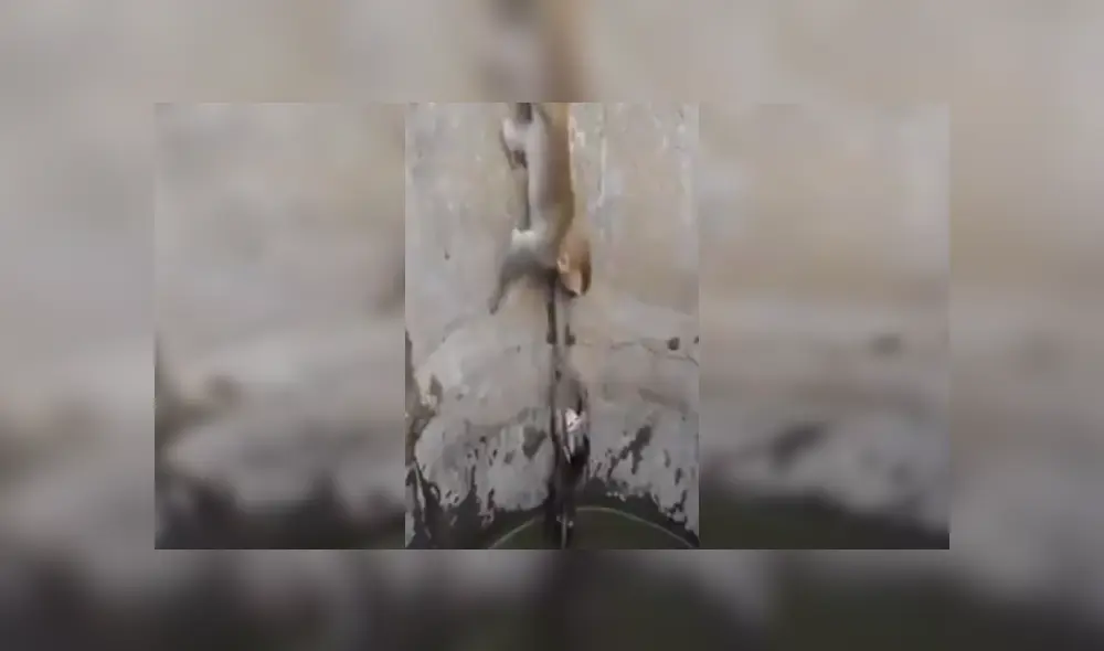 Desliza las imágenes para ver más sobre este amoroso rescate de una mamá mono a su cría. (Foto: captura) Desliza las imágenes para ver más sobre este amoroso rescate de una mamá mono a su cría. (Foto: captura)