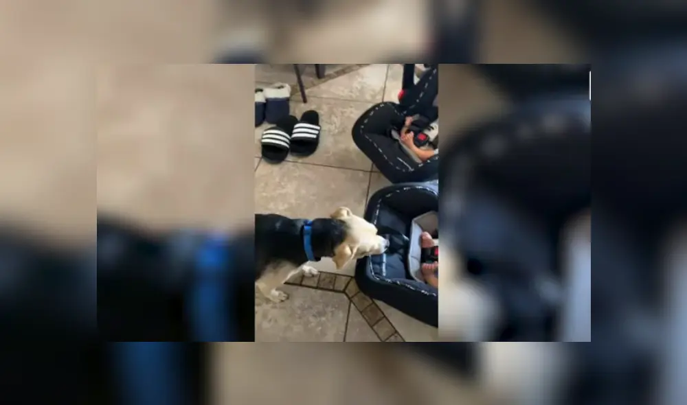 Desliza hacia la izquierda para ver más del video viral. Desliza hacia la izquierda para ver más del video viral.