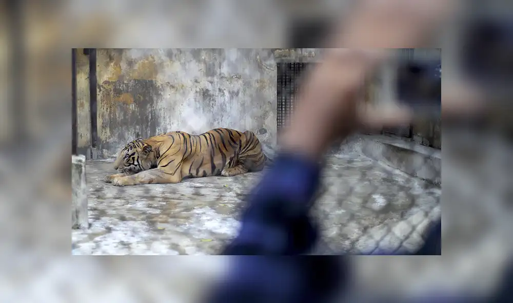El esutdio agregó que el cambio climático causado por los humanos representan un riesgo para las especies. Foto: EFE/referencial El esutdio agregó que el cambio climático causado por los humanos representan un riesgo para las especies. Foto: EFE/referencial