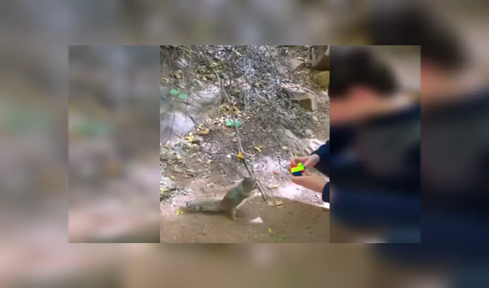 En Facebook, una ardilla quedó fascinada con la habilidad de un chico y quiso imitar sus movimientos.