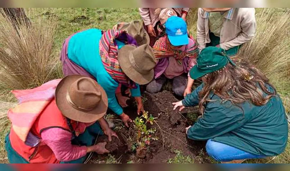 Inician siembra de 10 mil plantones en cuencas de Anta. Inician siembra de 10 mil plantones en cuencas de Anta.