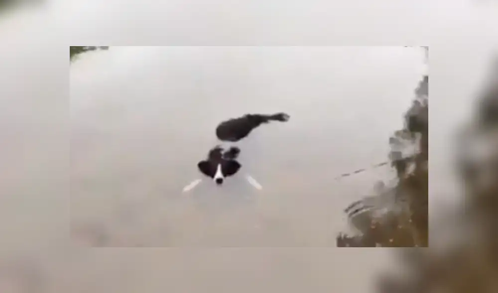 Facebook viral: encuentra su perro 'muerto ahogado' en el río, pero descubre la verdad [VIDEO]