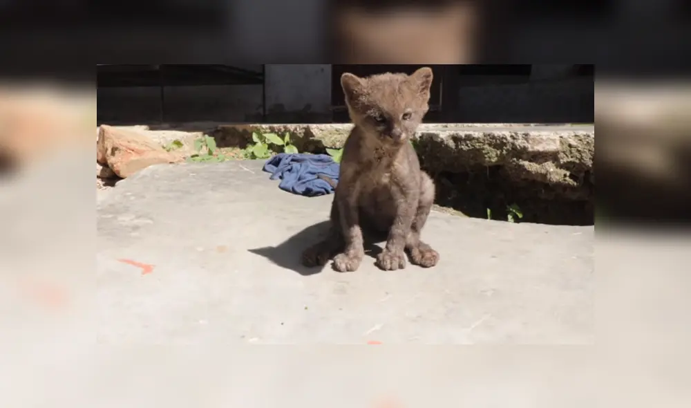 El hombre vio al animal desamparado y no tuvo mejor idea que llevarlo a su casa para cuidarlo. Foto: Facebook