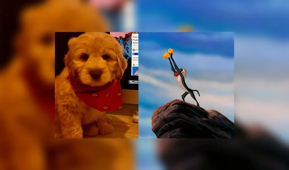 Instagram: joven que adoptó a un perro se lo anunció al ‘mundo’ al mismo estilo del Rey León 