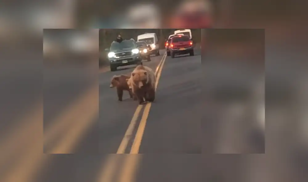 YouTube viral: Conductor es acechado por gigantesco oso en autopista y ocurre aterrador momento [VIDEO]