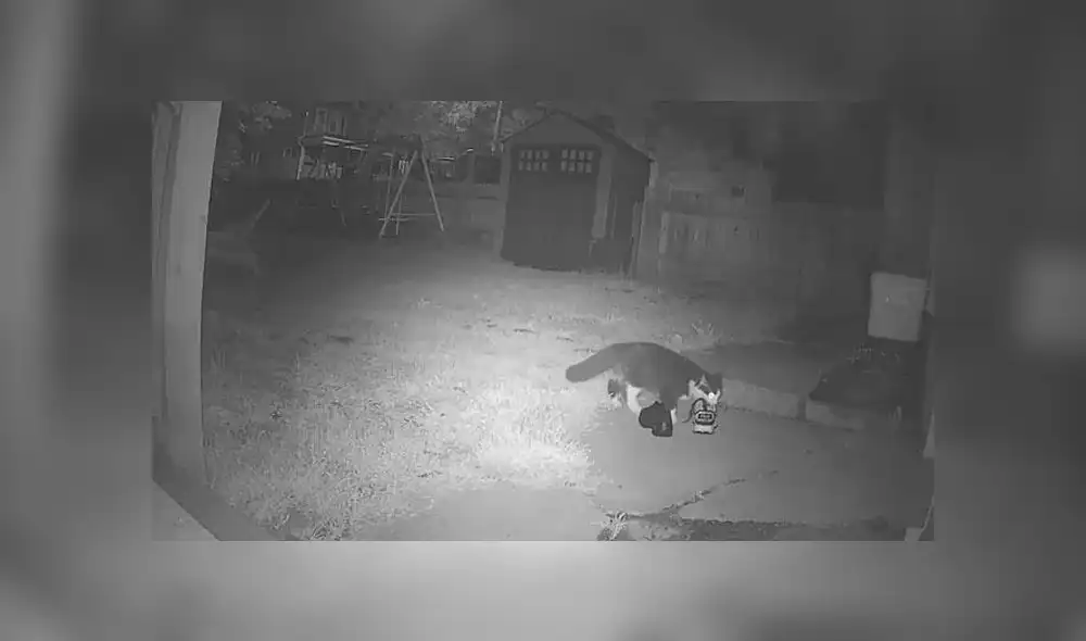 Desliza la imagen para ver fotos del grupo de Facebook. Foto: Jordan The Feline Cat Burglar