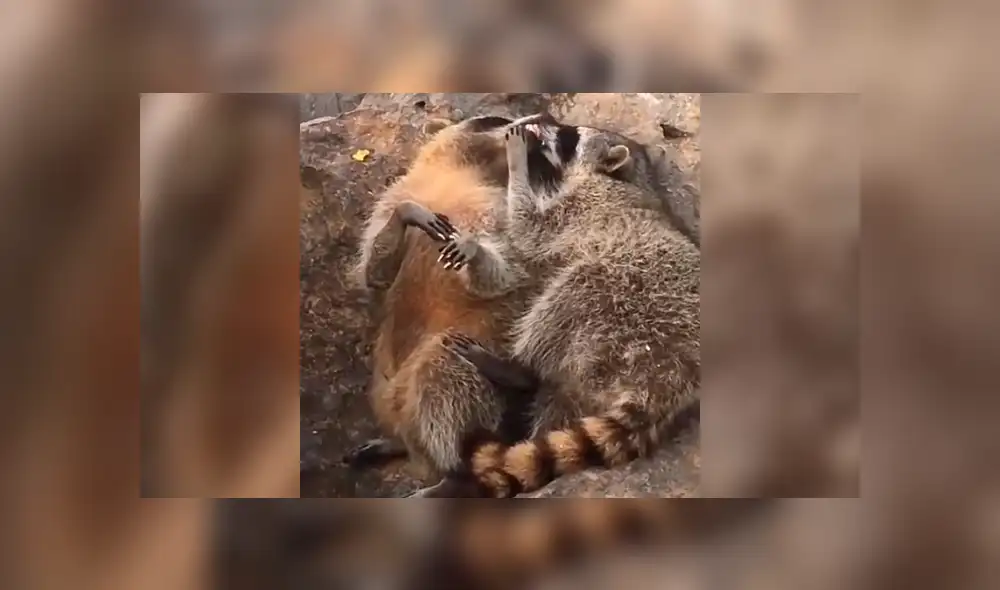 Desliza la imagen de Facebook para ver todas las imágenes. Foto: captura