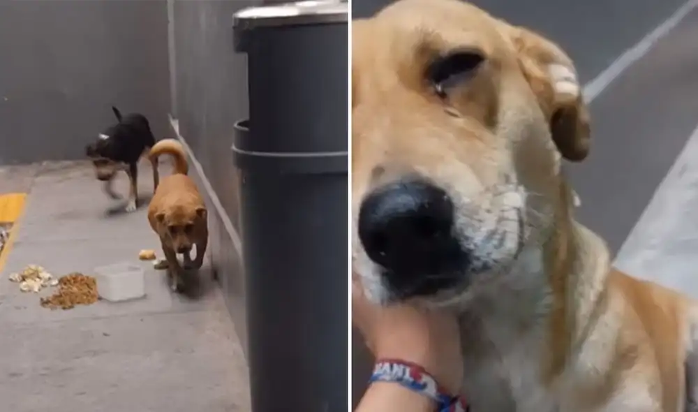 Desliza las imágenes para ver más detalles sobre esta escena que conmovió a miles de usuarios. Foto: captura de Facebook