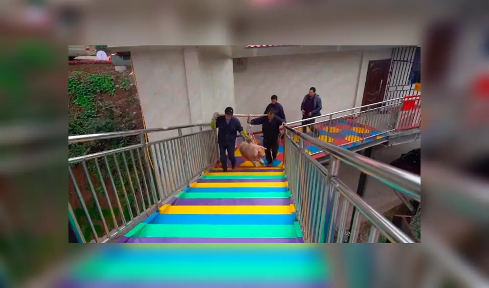 Luego del maltrato, fue llevado al matadero.