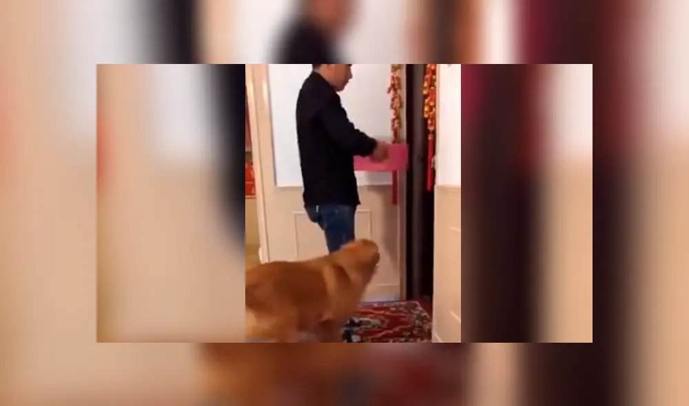 Facebook viral: perrita sufre y ruega a su dueño que no le quite a sus crías [VIDEO]  