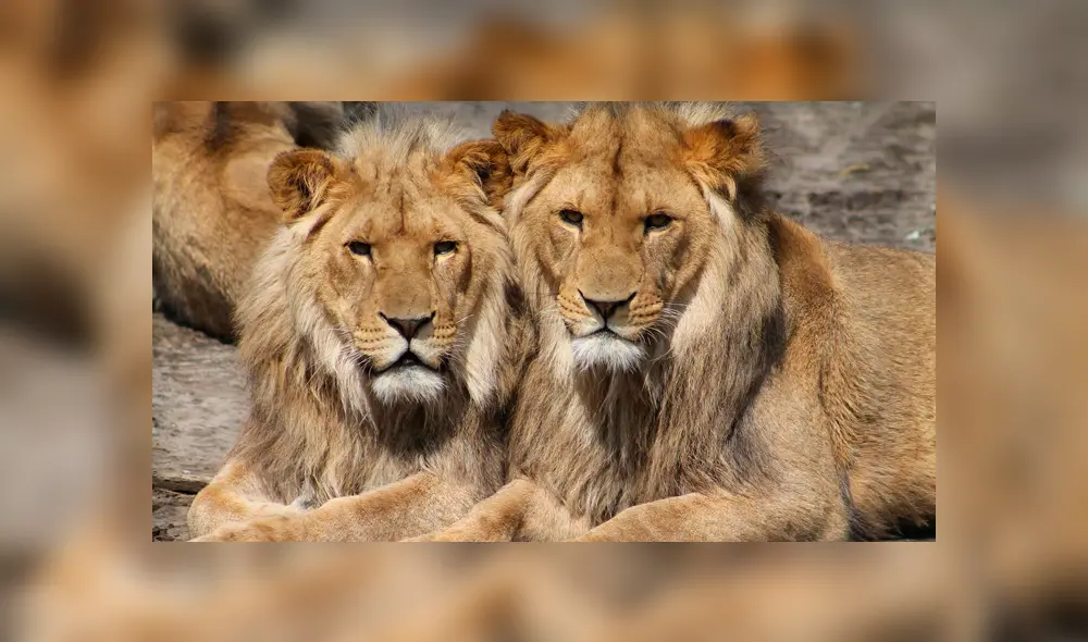 Los leones fueron mutilados por cazadores que irrumpieron en su recinto del zoológico. (Foto: referencial) Los leones fueron mutilados por cazadores que irrumpieron en su recinto del zoológico. (Foto: referencial)
