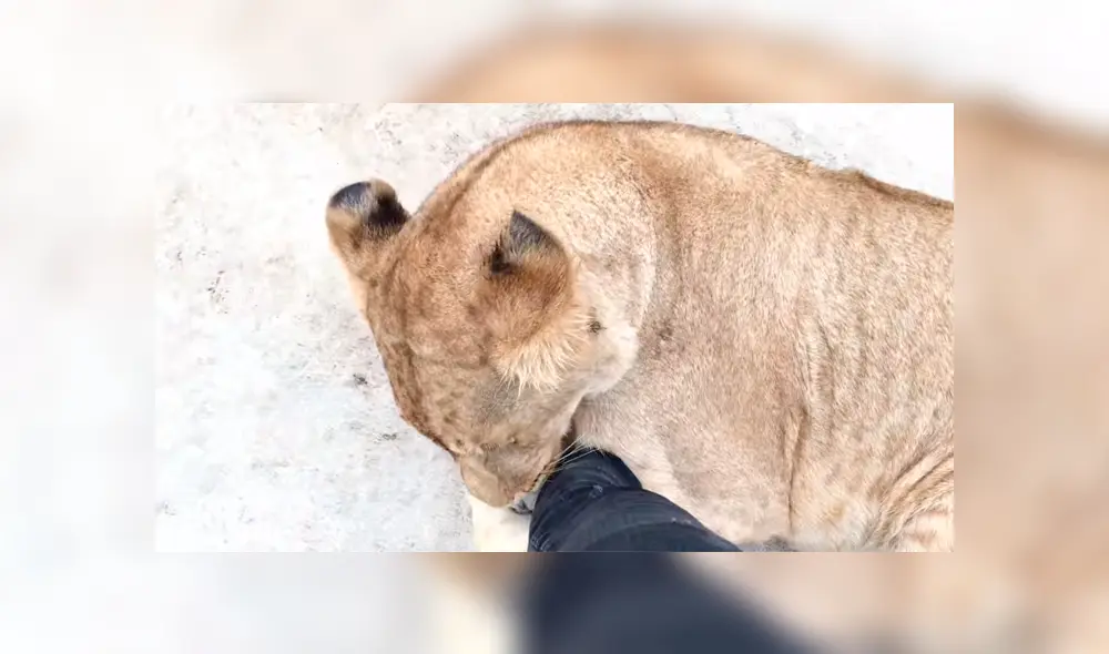 Un video mostró el peculiar momento en el que un hombre ingresa a la jaula de unos feroces leones. Un video mostró el peculiar momento en el que un hombre ingresa a la jaula de unos feroces leones.
