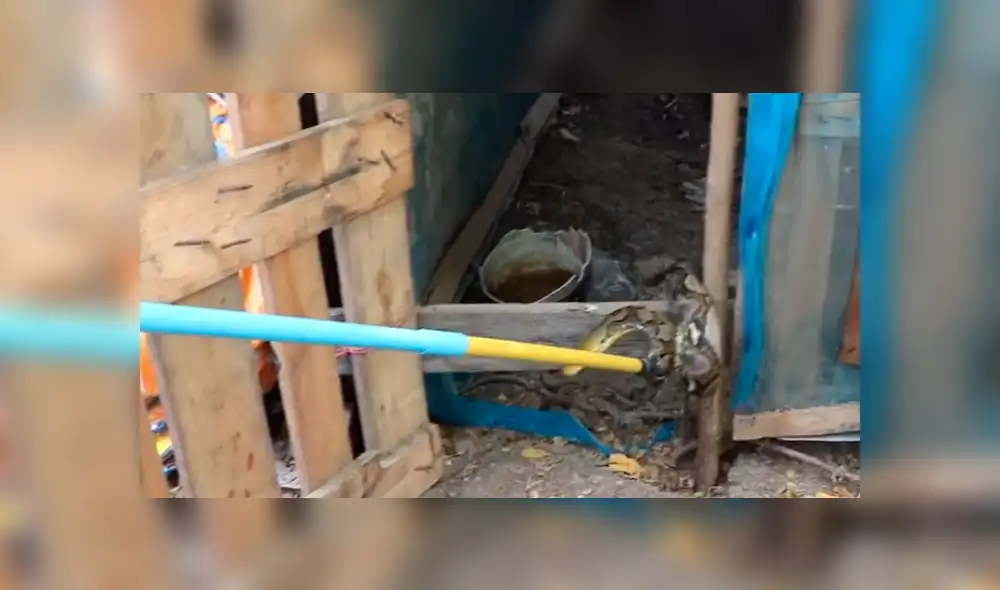 YouTube viral: misterioso animal ingresa a gallinero y deja "congelado" a granjero que notó cómo lucía [VIDEO]