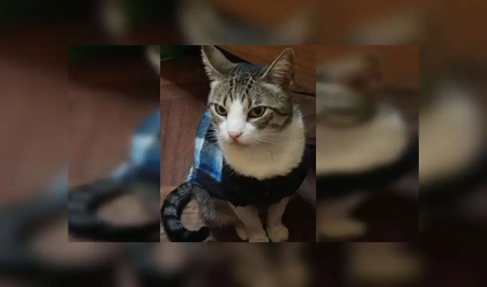 Barranco: ofrecen recompensa por gato desaparecido