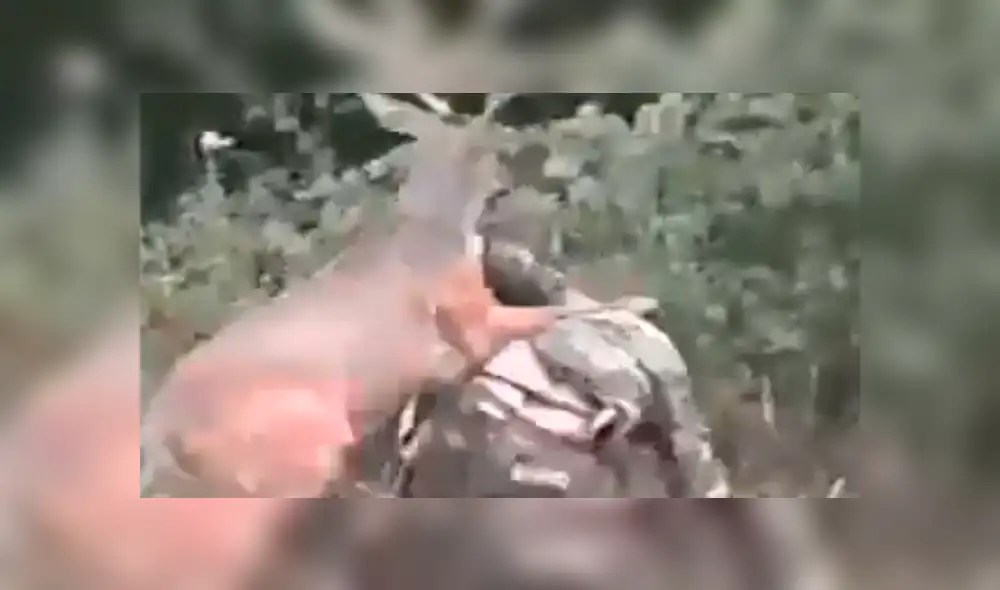 Facebook viral: graban a venado dando paliza a cazador que intentó matarlo [VIDEO]