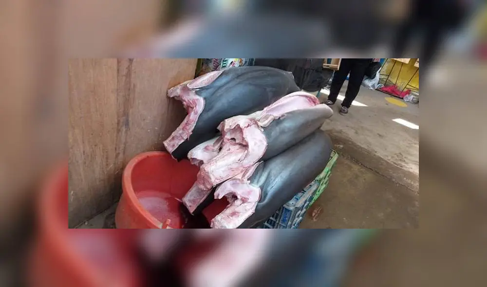 Se encontró pescado en los pasillos.