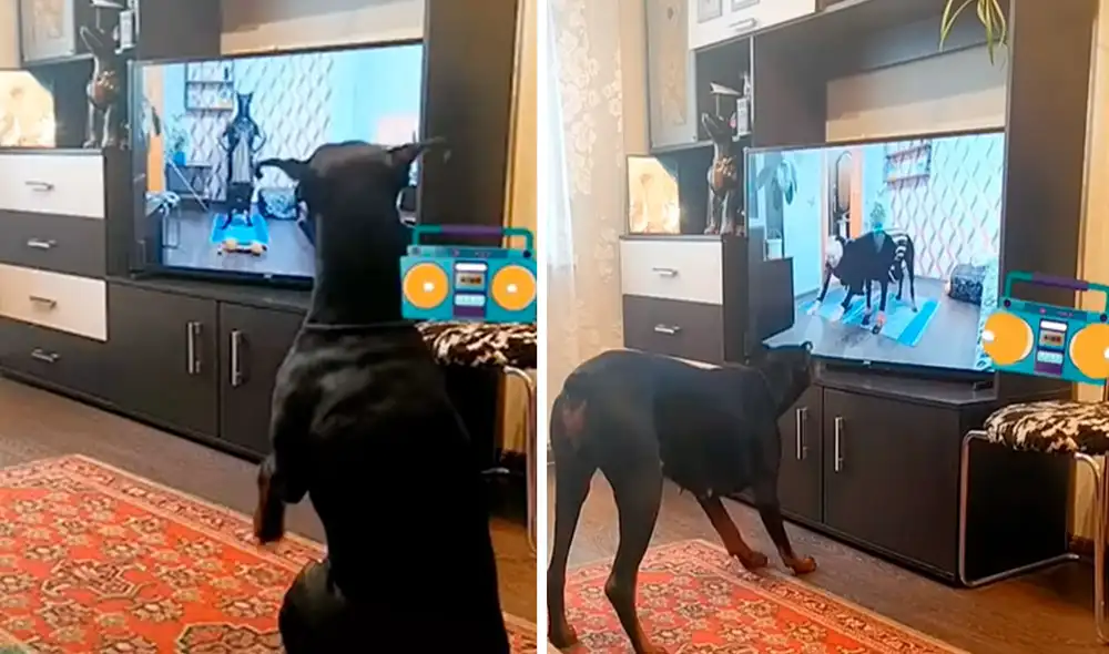 Desliza las imágenes para apreciar la singular escena que protagonizó un perro al hacer ejercicios tras mirar un programa de TV. Foto: captura de TikTok