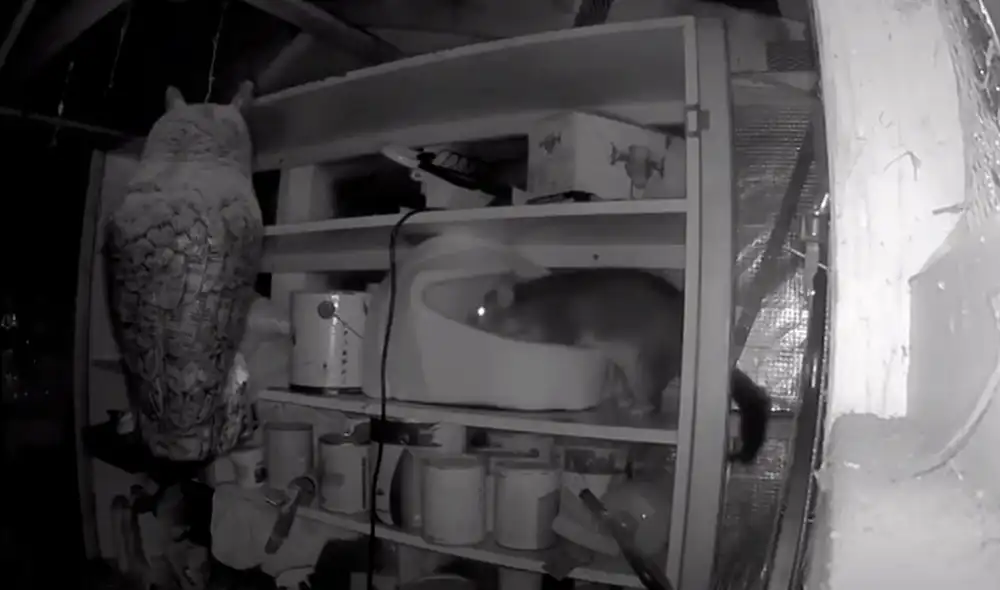 Desliza las imágenes para conocer el noble gesto de una mujer al bridarle un hogar a una zarigüeya. Foto: Videlo Desliza las imágenes para conocer el noble gesto de una mujer al bridarle un hogar a una zarigüeya. Foto: Videlo