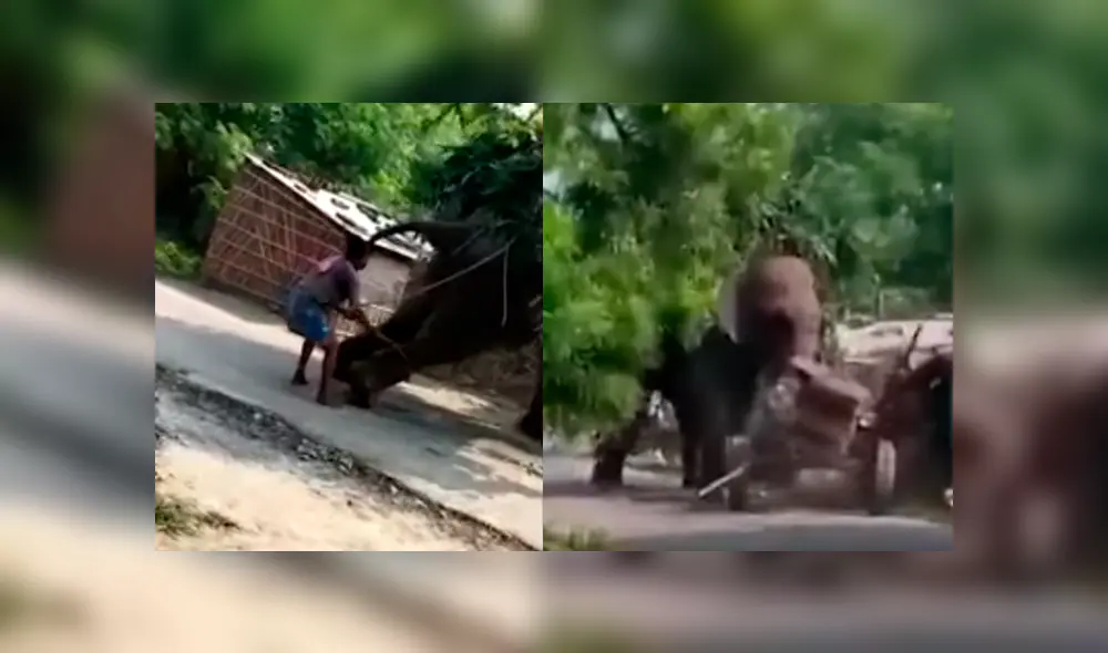 Violenta reacción de un elefante en India se hizo viral. Foto: Captura/News4nation.com