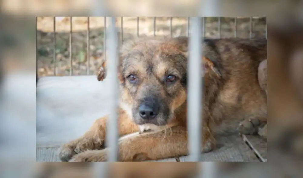 Activistas por los derechos de los animales denunciaron a la dueña por cómplice de zoofilia. Foto: Shutterstock.