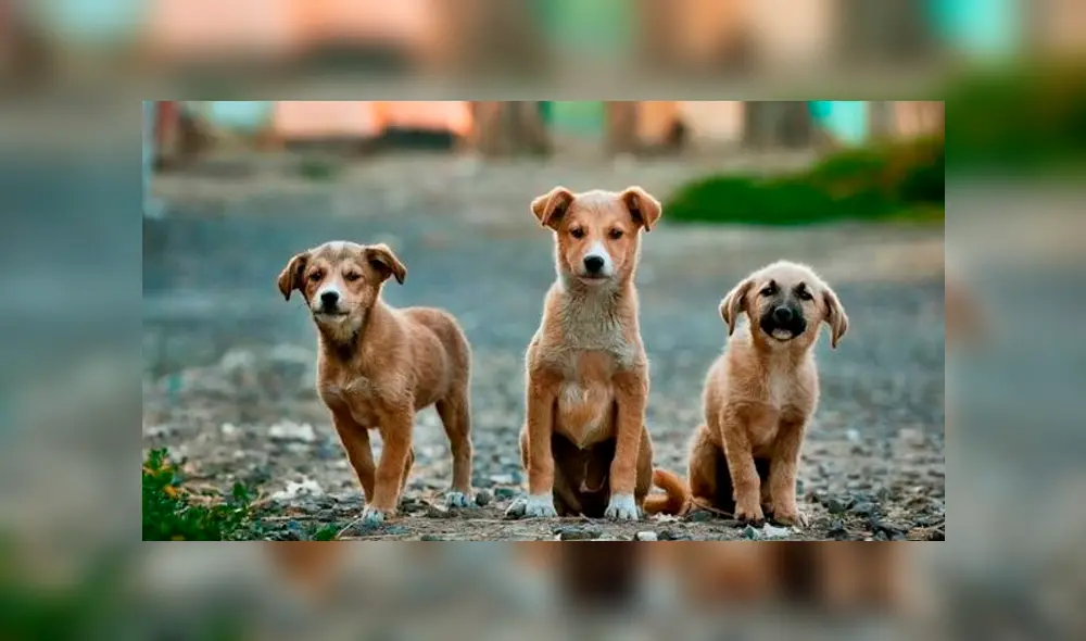 La feria se realiza en el parque Juan Pablo II de San Miguel. Foto: DIfusión La feria se realiza en el parque Juan Pablo II de San Miguel. Foto: DIfusión