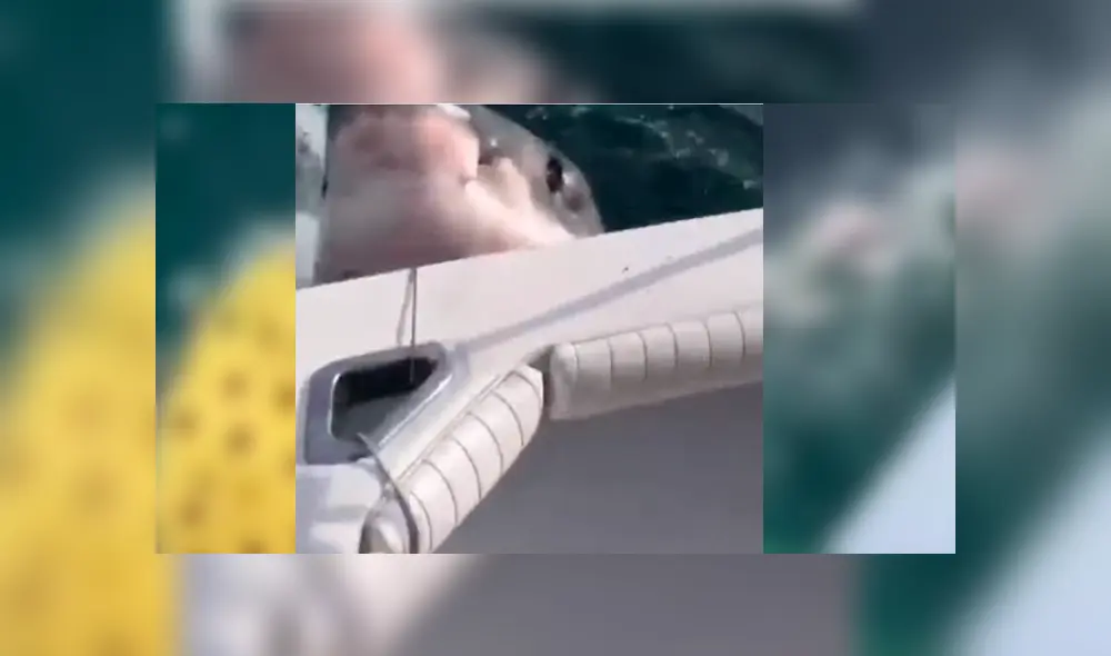 Grupo de pescadores se llevaron el susto de su vida al ser embestidos por un enorme tiburón durante un torneo de pesca Grupo de pescadores se llevaron el susto de su vida al ser embestidos por un enorme tiburón durante un torneo de pesca