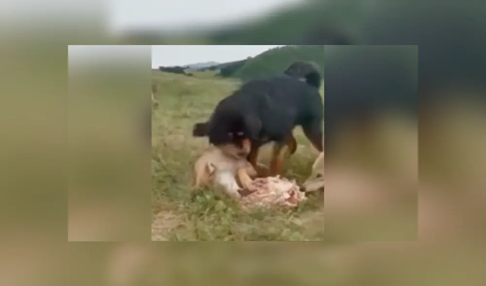 Desliza para ver los momentos más impactantes del video que se hizo viral en YouTube. Desliza para ver los momentos más impactantes del video que se hizo viral en YouTube.