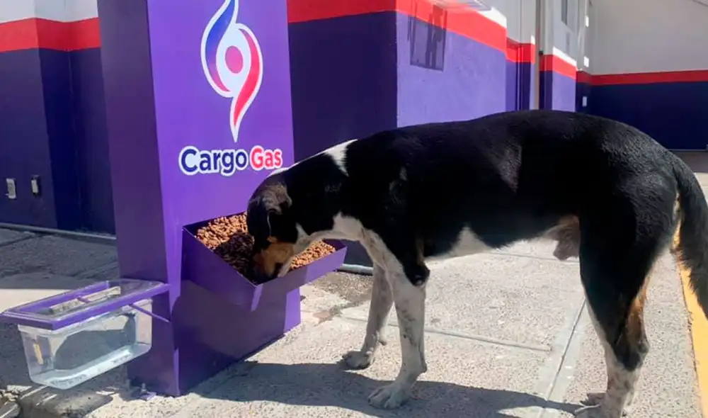 Desliza las imágenes para conocer el noble gesto de los encargados de una gasolinera con unos indefensos animales. Foto: Grupo CargoGas