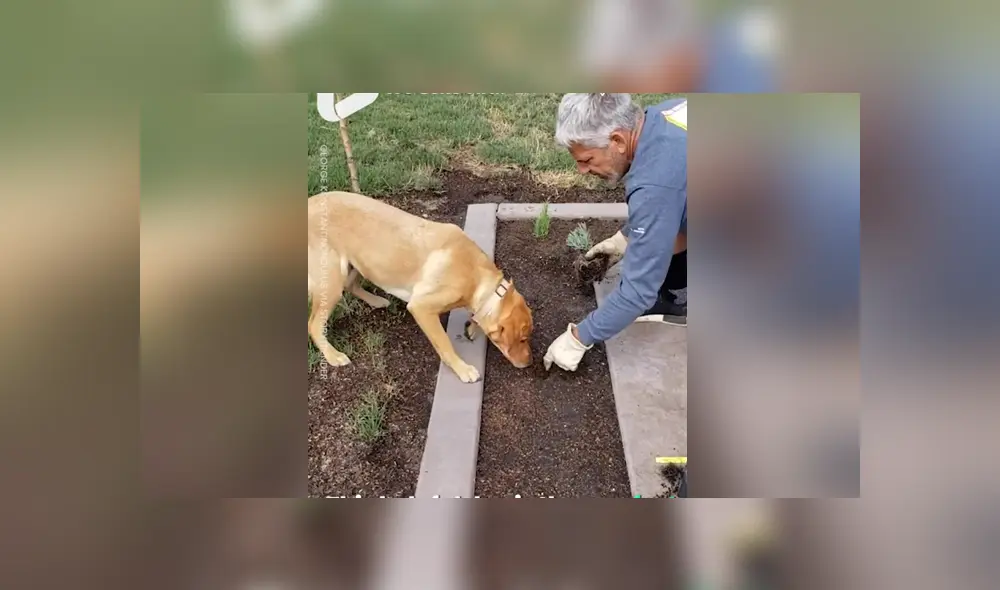 En Facebook se hizo viral la increíble habilidad de un perro para ayudar a su dueño en las labores del jardín. En Facebook se hizo viral la increíble habilidad de un perro para ayudar a su dueño en las labores del jardín.