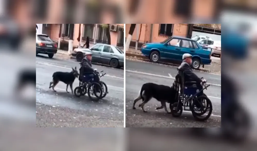 Desliza las imágenes hacia la izquierda para apreciar el noble gesto de un perro cuando salió a pasear con su dueño.