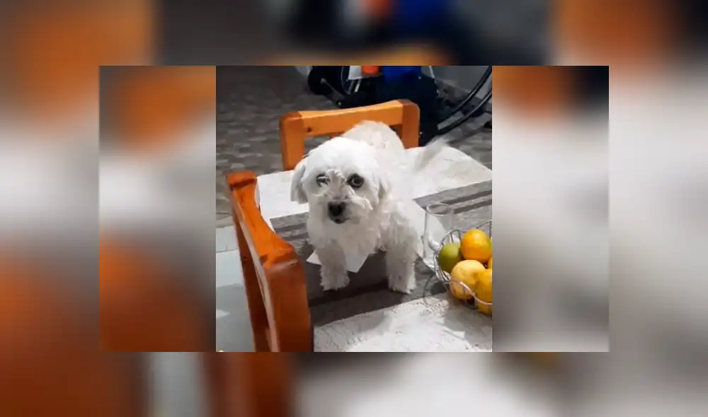 Desliza las imágenes hacia la izquierda para apreciar la terrible acción de un perro al no soportar el hambre. Foto: Captura.