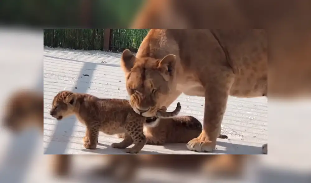 YouTube viral: Mujer se acerca a recinto de feroz leona y esta la ataca por cuidar a sus bebés [VIDEO]
