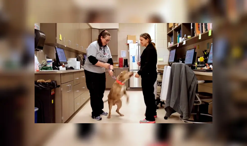 Perro salva de morir tras consumir una bolsa repleta de droga lanzada al patio de su casa [VIDEO] 