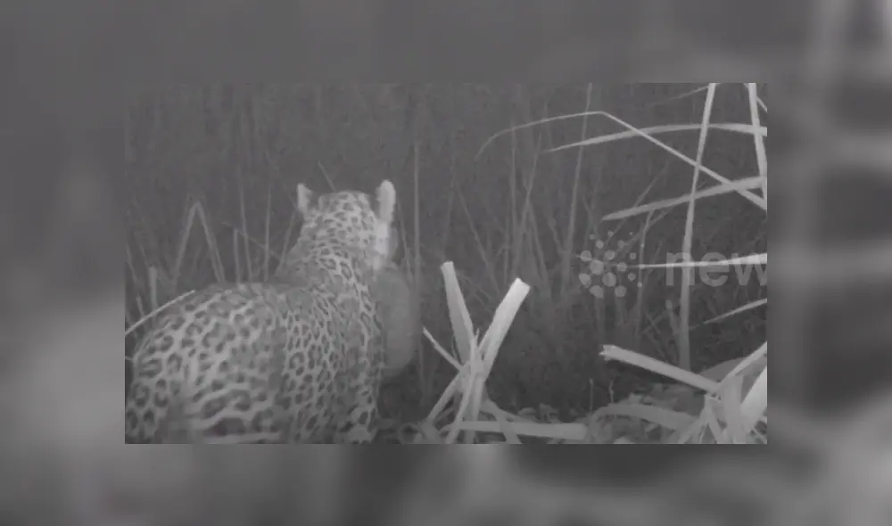 En Facebook se viralizó el conmovedor reencuentro de una mamá leopardo con su cachorro que se perdió en medio de la selva.